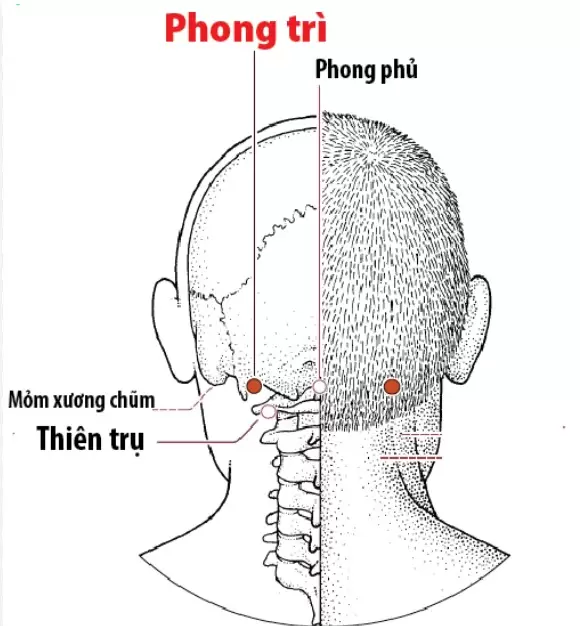 Massage: bí quyết cho giấc ngủ sâu 3 Vị trí huyệt phong trì